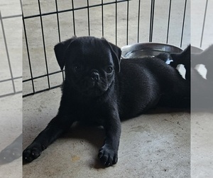 Pug Puppy for sale in SLAUGHTER, LA, USA