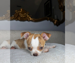 Small #1 Chihuahua