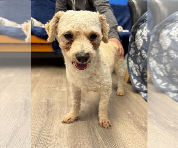 Medium Photo #1 Poodle (Miniature)-Unknown Mix Puppy For Sale in Cliffwood, NJ, USA