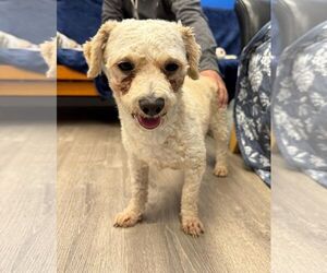 Poodle (Miniature)-Unknown Mix Dogs for adoption in Cliffwood, NJ, USA
