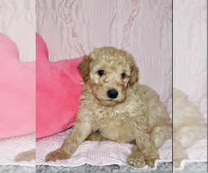 Poodle (Standard) Puppy for sale in ALTO, GA, USA