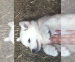 Small Photo #5 Akbash Dog-Great Pyrenees Mix Puppy For Sale in EL DORADO, KS, USA