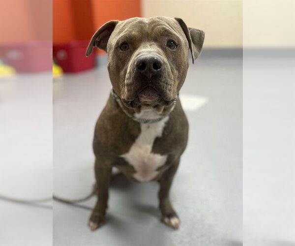 Medium Photo #2 American Bulldog Puppy For Sale in Louisville, KY, USA