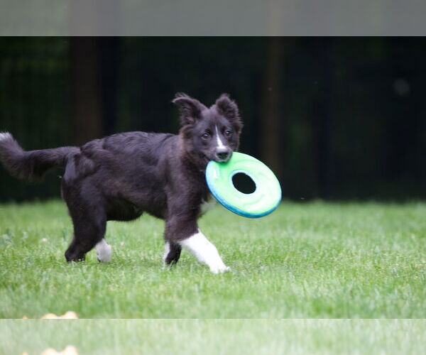 Medium Photo #18 Carolina Dog Puppy For Sale in Highland, IL, USA