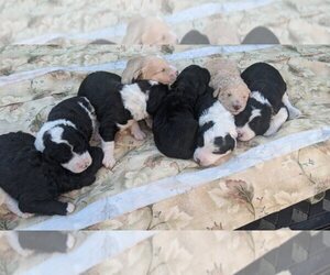 Sheepadoodle Puppy for sale in TULARE, CA, USA