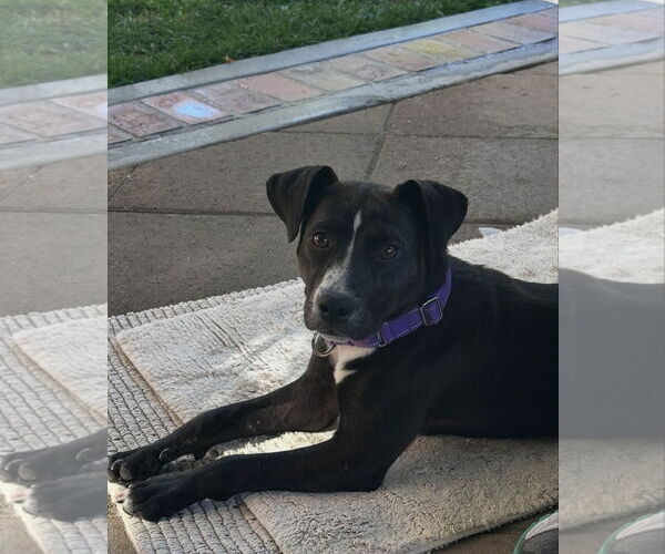 Medium Photo #6 Labrador Retriever-Unknown Mix Puppy For Sale in San Diego, CA, USA