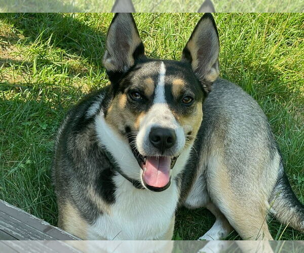 Medium Photo #1 Australian Kelpie-Siberian Husky Mix Puppy For Sale in Chandler, AZ, USA