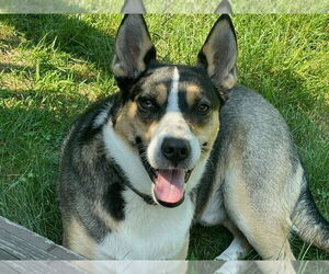 Australian Kelpie-Siberian Husky Mix Dogs for adoption in Chandler, AZ, USA