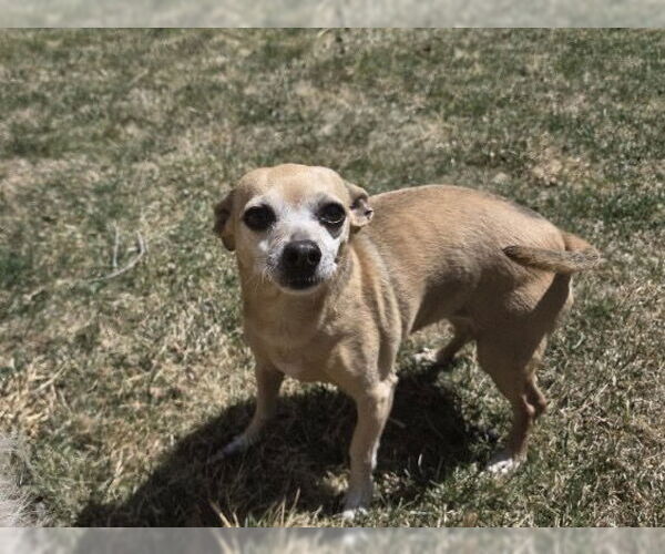 Medium Photo #6 Chihuahua-Unknown Mix Puppy For Sale in Fort Collins, CO, USA
