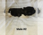 Puppy Puppy 4 Akita