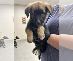 German Shepherd Dog-Unknown Mix Dogs for adoption in Pasadena, TX, USA