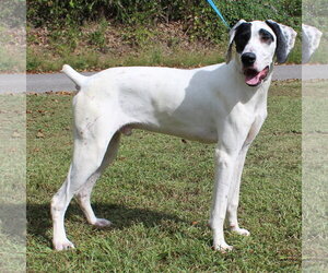 Cash 44471 - Male German Shorthaired Pointer Dog for Adoption