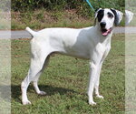 Cash 44471 - Male German Shorthaired Pointer Dog for Adoption - Small photo