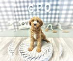 Small Photo #1 Goldendoodle-Poodle (Miniature) Mix Puppy For Sale in MARIETTA, GA, USA