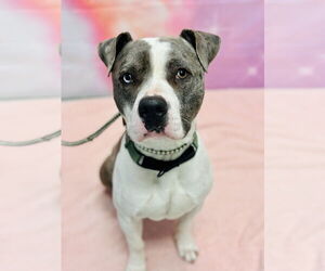 Mutt Dogs for adoption in Manahawkin, NJ, USA