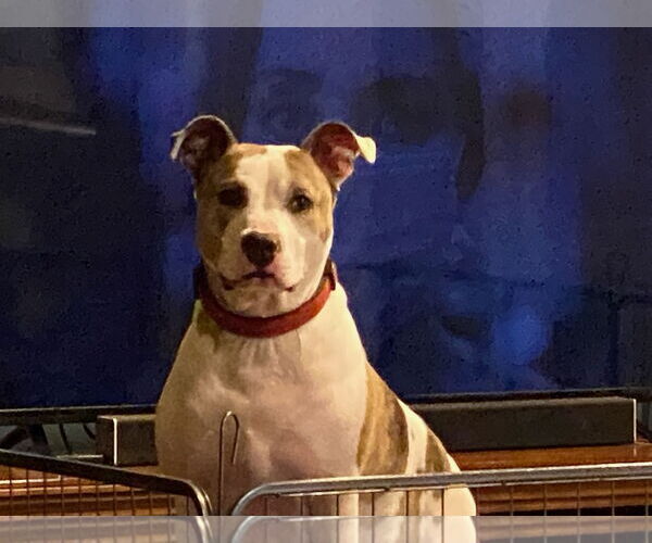 Medium Photo #11 American Staffordshire Terrier-Unknown Mix Puppy For Sale in Holly Springs, NC, USA