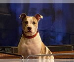 Small #10 American Staffordshire Terrier Mix