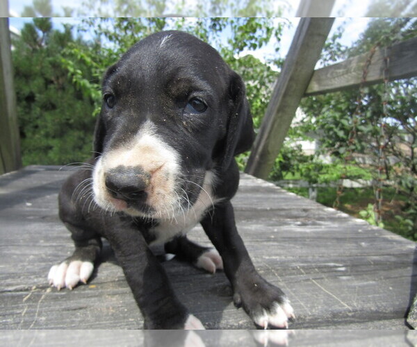 View Ad Great Dane Litter of Puppies for Sale near