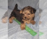 Small Photo #347 Yorkshire Terrier Puppy For Sale in AKRON, OH, USA