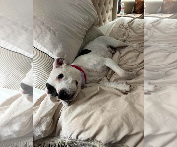Medium Photo #2 American Pit Bull Terrier-Unknown Mix Puppy For Sale in Germantown, OH, USA