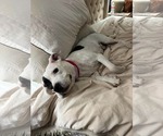 Small #1 American Pit Bull Terrier Mix