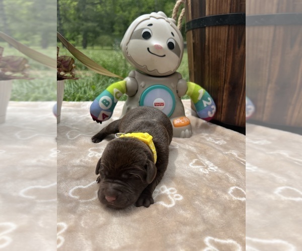 Medium Photo #3 Labrador Retriever Puppy For Sale in NEOLA, WV, USA