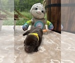 Small #2 Labrador Retriever