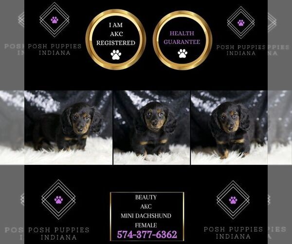 Medium Photo #5 Dachshund Puppy For Sale in WARSAW, IN, USA
