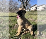 Small Photo #1 Anatolian Shepherd-German Shepherd Dog Mix Puppy For Sale in DAWN, MO, USA