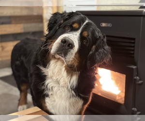 Father of the Bernese Mountain Dog puppies born on 05/16/2025