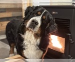 Small Photo #1 Bernese Mountain Dog Puppy For Sale in THEDFORD, NE, USA