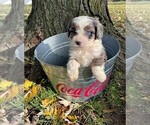 Small Photo #2 Miniature Bernedoodle Puppy For Sale in GREENWD, IN, USA