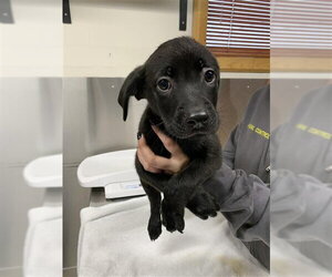 Labrador Retriever-Unknown Mix Dogs for adoption in Fairbanks, AK, USA