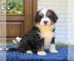 Small #2 Bernedoodle (Miniature)