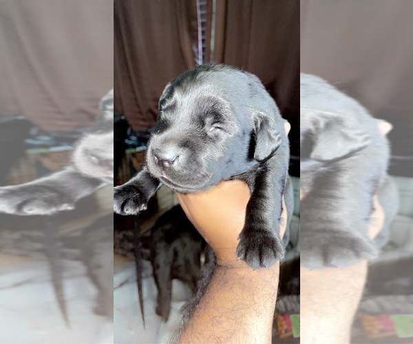 Medium Photo #8 Labrador Retriever Puppy For Sale in CORAL SPRINGS, FL, USA