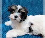 Small #3 Havanese