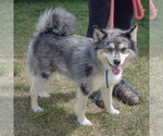 Small #1 Pomsky