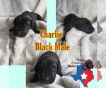 Small Photo #2 Great Dane Puppy For Sale in SALTVILLE, VA, USA