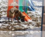 Small #27 German Shepherd Dog