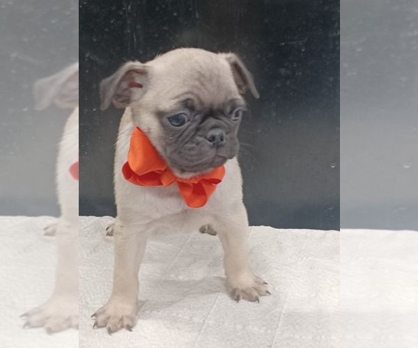 Medium Photo #1 Pug Puppy For Sale in NILES, MI, USA