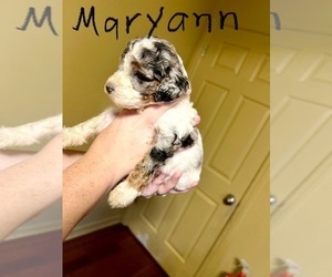Poodle (Standard) Puppy for sale in SPARTANBURG, SC, USA