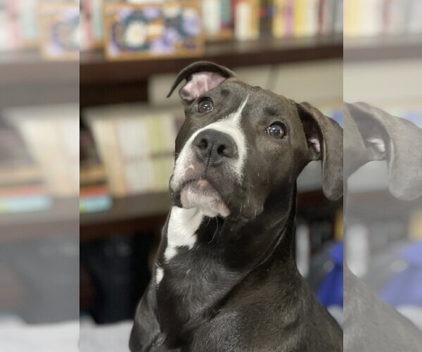 Medium Photo #12 American Pit Bull Terrier-Unknown Mix Puppy For Sale in Hillsboro, MO, USA