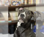 Small #11 American Pit Bull Terrier Mix