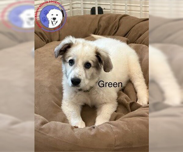 Medium Photo #3 Great Pyrenees Puppy For Sale in Spring, TX, USA