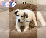 Small #2 Great Pyrenees