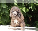 Small #26 Poodle (Miniature)