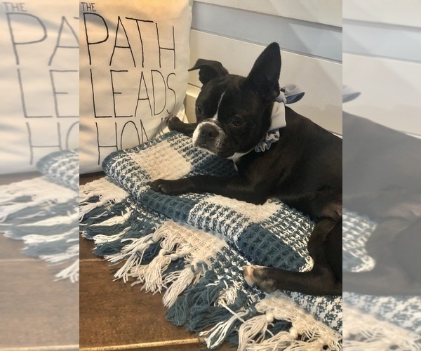 Medium Photo #2 Boston Terrier Puppy For Sale in KANSAS CITY, MO, USA