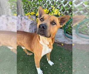 Canaan Dog-Unknown Mix Dogs for adoption in Oklahoma City, OK, USA