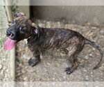 Small Photo #3 Bullmastiff-Unknown Mix Puppy For Sale in Jackson, MS, USA