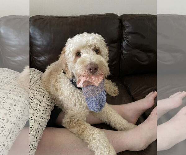 Medium Photo #1 Goldendoodle (Miniature) Puppy For Sale in MIDWAY, UT, USA